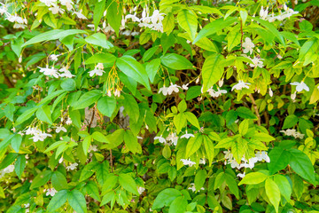 The Mok flowers and its green leaves wallpaper