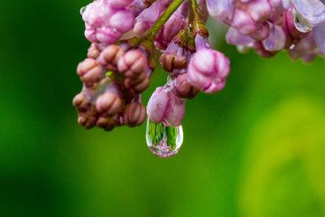 close up of pink flower water drop