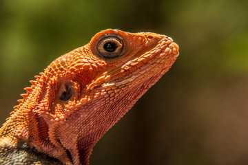 LAGARTO AFRICANO DE CABEZA NARANJA