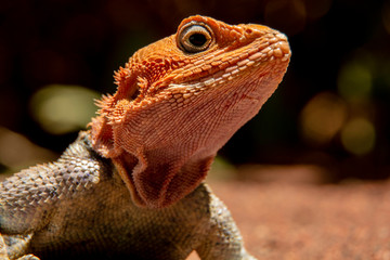 IGUANA AFRICANA DE CABEZA NARANJA EN KENIA