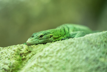 gekko