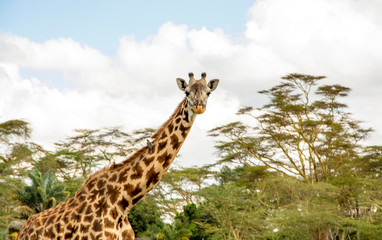 JIRAFA HEMBRA EN KENIA - AFRICA