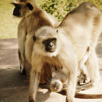 Langur monkeys, Agra, India 
