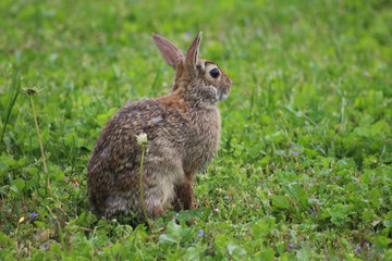 Rabbit in the grass and clovers