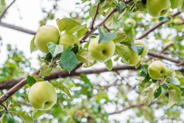 beautiful ripe apples on a tree branch in the sunlight. fresh apples on an Apple tree close-up growing in the garden. growing and harvesting apples