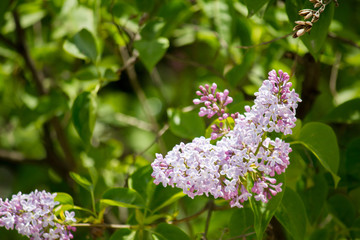 Twigs of blooming lilac on a green background