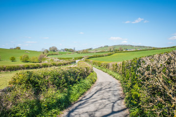 quiet single track country road bordered by high hedges