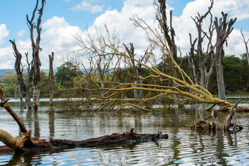 VIDA INUNDADA