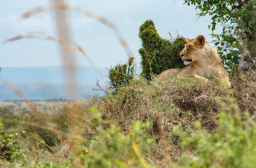 LEONA DIVISANDO DESDE UN ALTO EL PARQUE DE MASAI MARA - KENIA - AFRICA