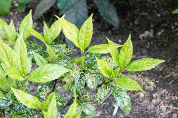 Shrub with unusual green leaves with a bright yellow pattern of spilled paint splashes.