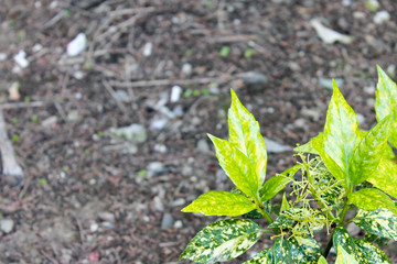Shrub with unusual green leaves with a bright yellow pattern of spilled paint splashes.