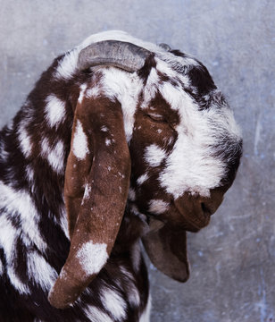 Brown and white spotted goat in front of a blue wall , Jaipur, India 