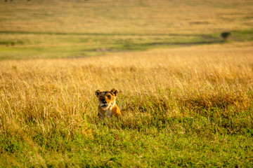 LEONA SOLITARIA DESCANSANDO EN MASAI MARA - KENIA - AFRICA