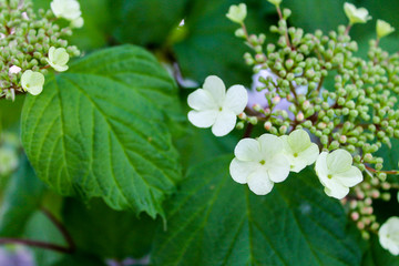 Viburnum laurel leaves blooms with white flowers to round inflorescences with an umbrella