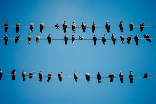 Pigeons on a telephone wires, Pushkar, India