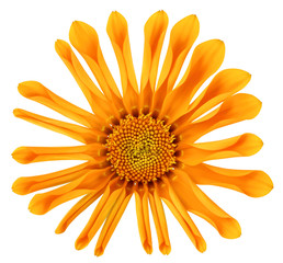 Orange Daisy (Marguerite) unfolds and blooms, isolated on white background, including clipping path.