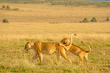 CACHORRO Y SU MADRE LEONA JUGANDO EN EL PARQUE NACIONAL DE MASAI MARA - KENIA - AFRICA