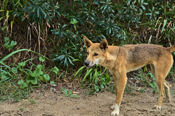 Wild dingo on Frazer Island approaching curiously