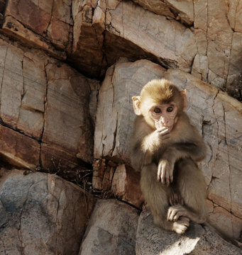 Baby Rhesus macaque monkey at Monkey Galta Ji, The Monkey Temple Near The Pink City, Jaipur, Rajasthan, India