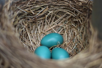 Robin's nest with Three eggs