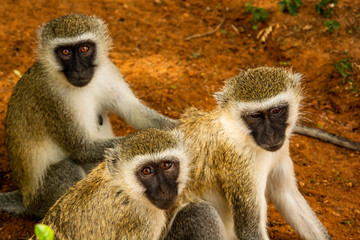 TRÍO DE MONOS MACACOS AFRICANOS EN KENIA