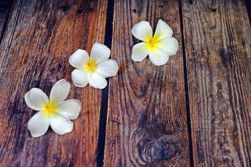Fototapeta na wymiar Beautiful Plumeria obtusa L. flowers on wooden table.