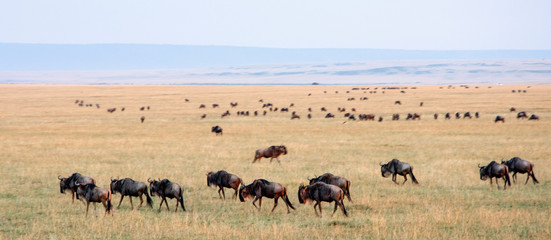 MIGRACIÓN EN MASAI MARA