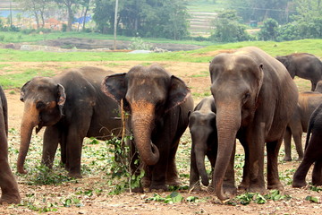 Close up of a herd of elephants in the Wild elephants sanctuary Srilanka 