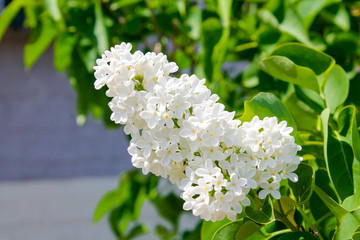 Lilac bush blooms with white and lilac flowers on a sunny bright day in spring macro