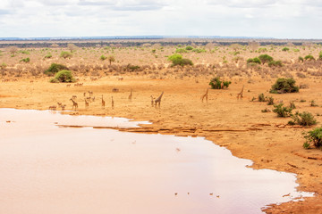 POBLADO ANIMAL EN KENIA (AFRICA) TODO GIRA EN TORNO AL AGUA