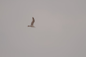 pelican in flight