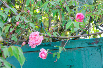 pink rose flower blooms on a rose bush branch