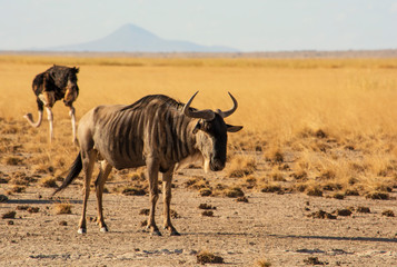 PAISAJE SECO EN AMBOSELI - KENIA - AFRICA