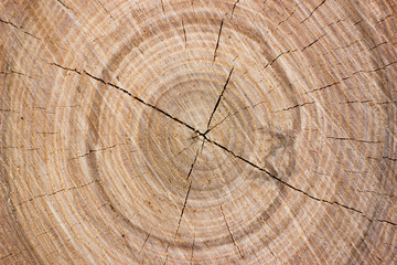 Fototapeta premium Background from a slice of timber with texture