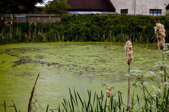 Bulrush By Algae Pond