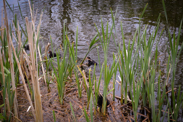 ducklings in river
