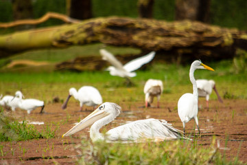 REUNIÓN DE AVES MIGRATORIAS EN EL LAGO NAIVASHA