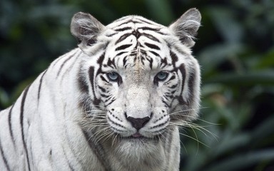Fototapeta na wymiar Tigre blanco en la india