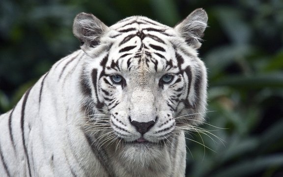 Tigre Blanco Images – Browse 1,044 Stock Photos, Vectors, and Video | Adobe  Stock