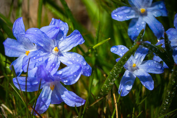 Closeup of blooming blue scilla luciliae flowers with raindrops in sunny day. First spring bulbous plants. Selective focus with bokeh effect.