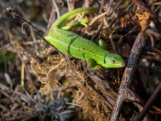 Lézard vert.