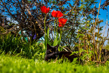 Black cat in a flower bed.