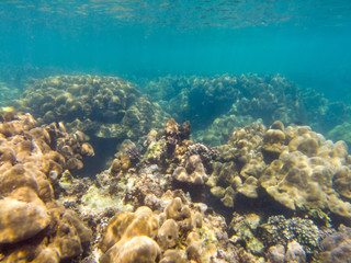 Under Ocean with beautiful coral reef.
