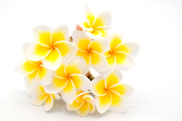 Blooming phumalia or Champa flower