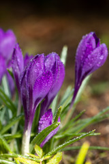 Violet beautiful crocuses with raindrops in early spring garden. Soft selective focus.