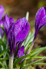 Violet beautiful crocuses with raindrops in early spring garden. Soft selective focus.
