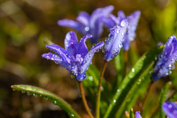 Closeup of blooming blue scilla luciliae flowers with raindrops in sunny day. First spring bulbous plants. Selective focus with bokeh effect.