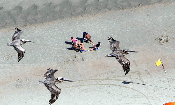 High Angle View Of Pelicans In Flight With Tourists In Background On Beach