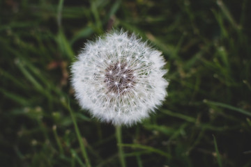 A closeup of the seeds on a dandelion showing the details in every wish. 