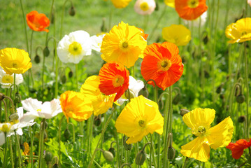 Pavots décoratifs au printemps